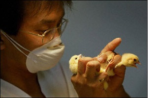 Chicken_sexer